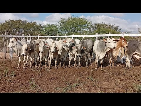 Feira de Gado de jataúba PE 04/09/2026