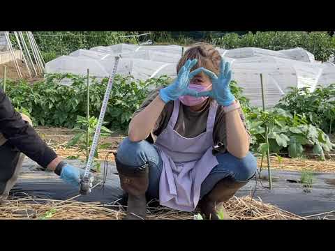 ズッキーニが大きくならないのはなぜですか? 6つの原因とその解決策をご紹介します！  庭園