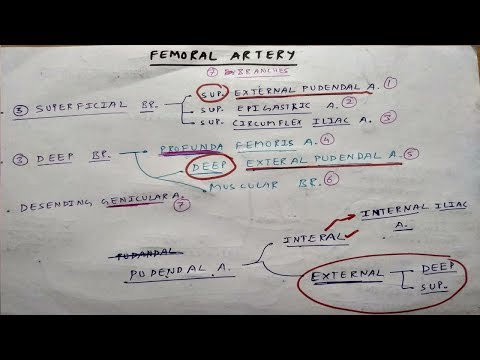 Femoral Artery Branches | Part 1 | TCML