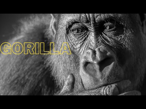 ゴリラの種類
