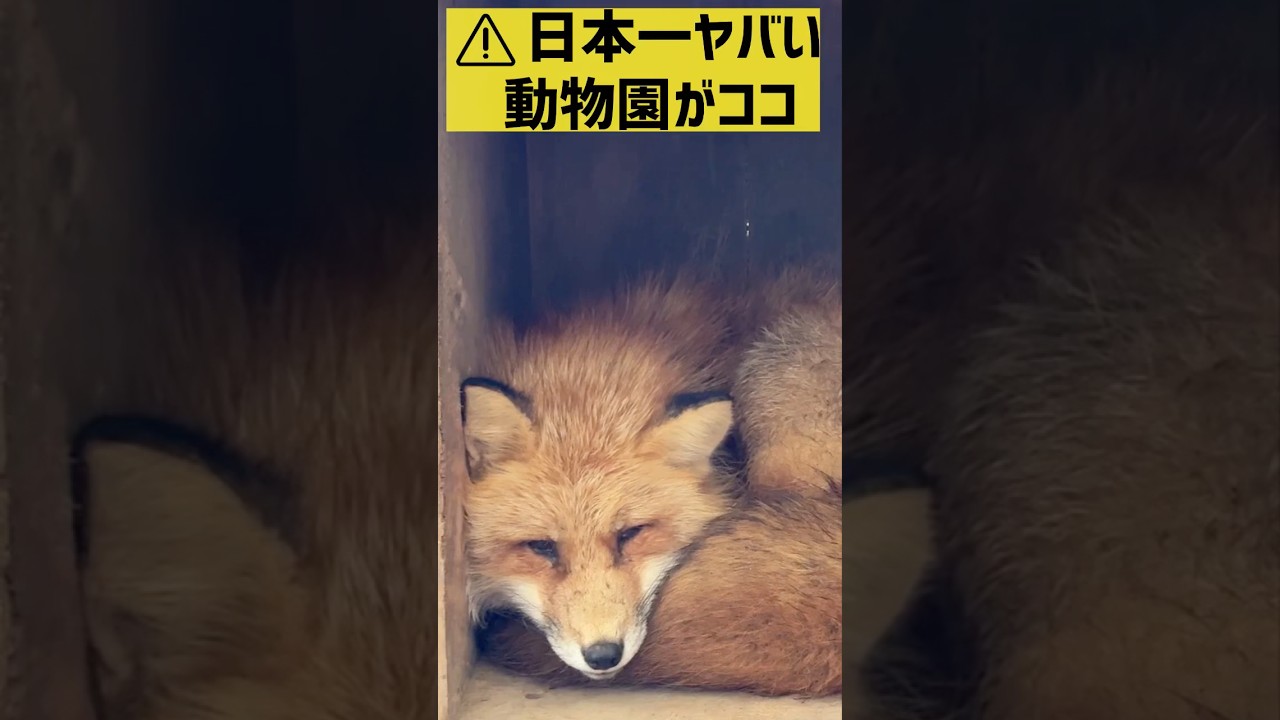 🦊ここは日本一ヤバい動物園？100匹以上のキツネが放し飼い！　宮城蔵王キツネ村