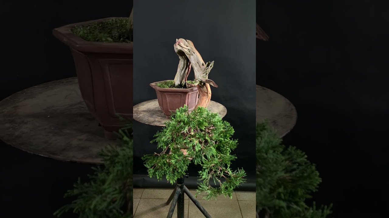 Same Bonsai study group as every year… #bonsai #bonsaistyling #bonsaitree #bonsaiworkshop