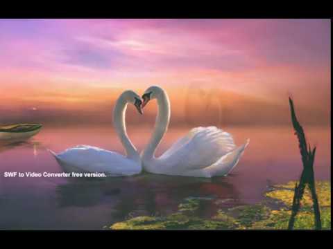 Swan lake dream || 视频自动（桌面系统）