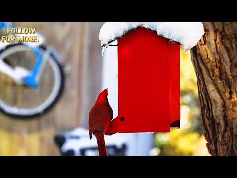 A group of beautiful red cardinal bird sitting on tree branches. 🦜❤️🏠🏠#cardinal #butiful