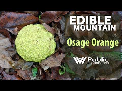 EDIBLE MOUNTAIN — Osage Orange