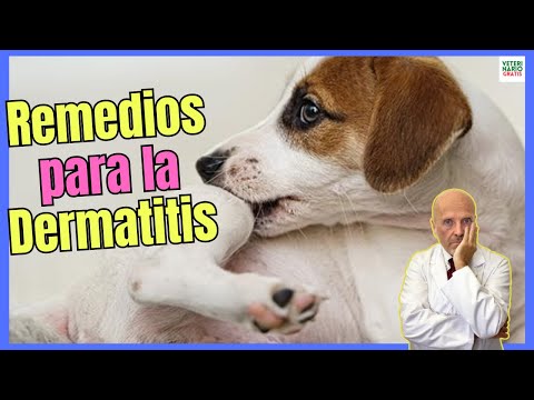 🚨 REMEDIOS CASEROS PARA LA DERMATITIS EN PERROS 🚨