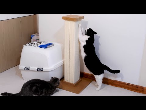 Cat Uses New Scratching Post