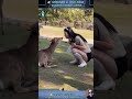 20 RARE Animal Clips You MUST See WILD ZOOM Animals Animalshorts