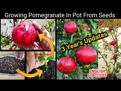 Pomegranate punica granatum seeds, packaging type: loose, pa...