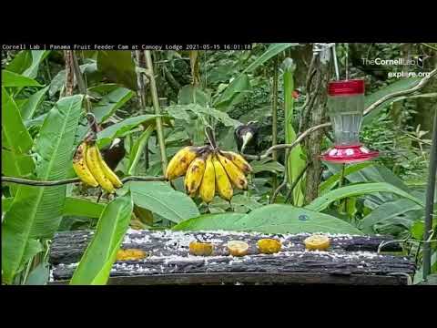 Panama Fruit Feeder, explore.org, May 15, 2021
