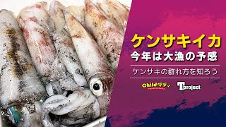 【ケンサキイカ】今年は大漁の雰囲気があるので調査してきました！【エギング】
