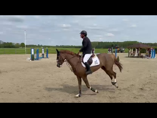 Practice round  jumping movie Balouette PS (Baloutaire PS x Conthargos).