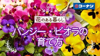 パンジー・ビオラの育て方【プランター栽培】