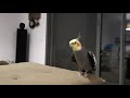 Phoebe happy Cockatiel singing Totoro and If You Happy And You Know It