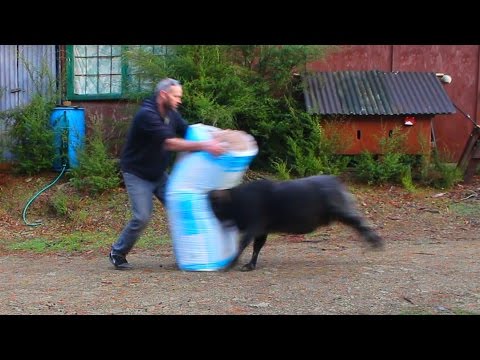 A Very Angry Ram Declares Insulation Fiber Its Mortal Enemy