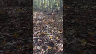 Video preview image #1 Siberian Husky-Unknown Mix Puppy For Sale in Germantown, OH, USA