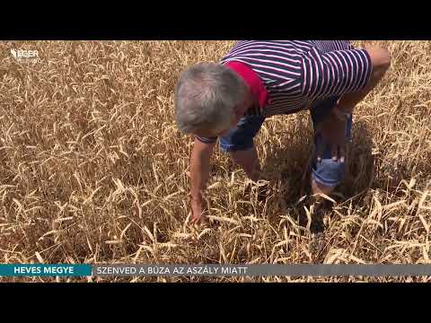 Szenved a búza az aszály miatt - 2022.07.05.