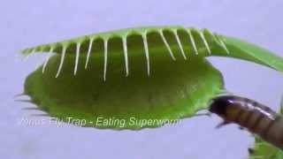 Venus Fly Trap Eating Insects