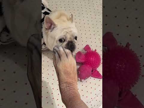 РЕАКЦИЯ Собак и Кошек на НОСКИ с Принтом ЛАП #шортс