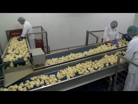 , title : 'La Pologne: milliardaire en poulets et championne d'Europe d'élevage de volaille | AFP Reportage'