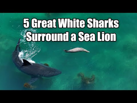 5 Great White Sharks Surround a Sea Lion in Intense Encounter
