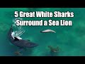 5 Great White Sharks Surround A Sea Lion In Intense Encounter