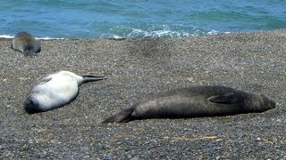 preview picture of video 'Eared seals, Caleta Valdés, Peninsula Valdes, Chubut Province, Argentina, South America'