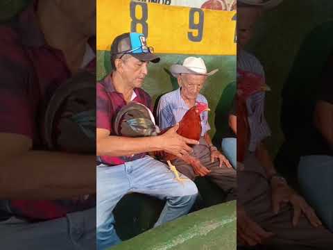 La Gallera de Pancha Duarte: Tradición y Pasión en Santa María de Ipire, Guarico