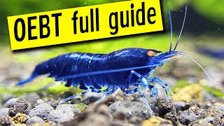 Orange Eye Blue Tiger Shrimp - All you need to know!