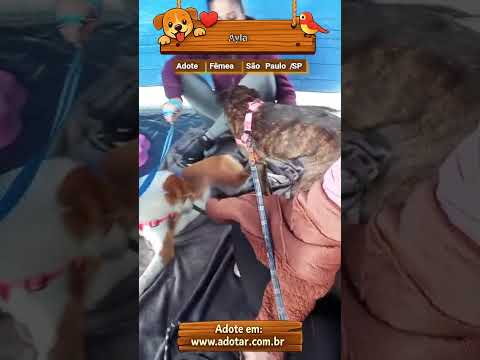 Vídeo de Ayla