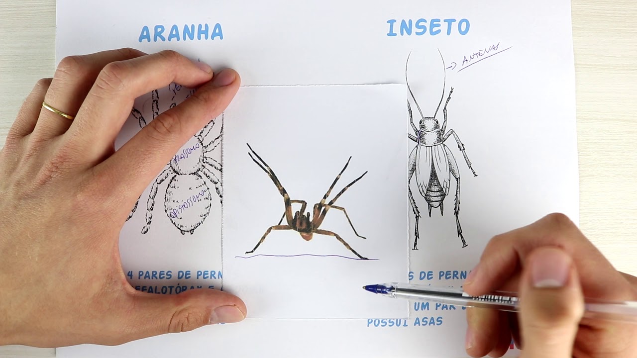 A diferença entre INSETOS e ARANHAS | Biologia com Samuel Cunha