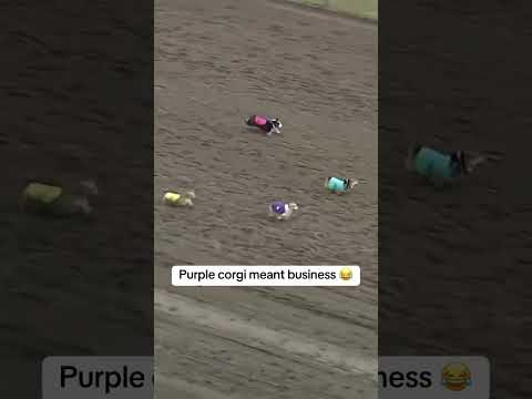 When Brad wanted all the smoke 😤 (via Canterbury Park Shakopee, MN)