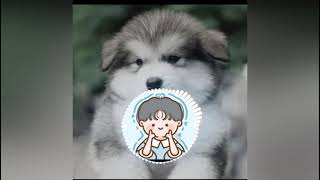 Download lagu bawa sudah ( lyrics - Tik Tok ) mp3