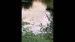 aqua/坂本龍一 Ryuichi Sakamoto