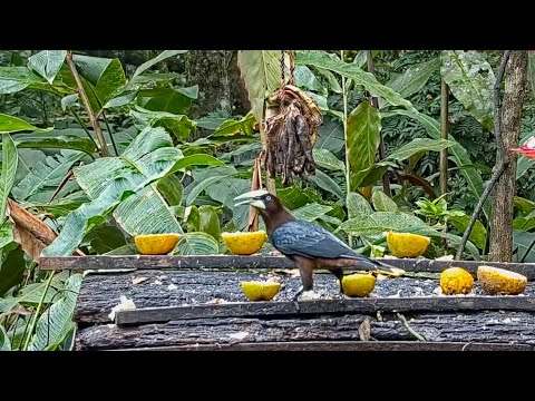 A Very Vocal Oropendola And A Silent Squirrel Seek Fruit On The Panama Fruit Feeder – Feb. 28, 2021