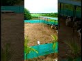 Open Farm Cow Farm Farm Cowfarm Shorts Farmers Kheti Nature Dairyfarm Beautiful Cow