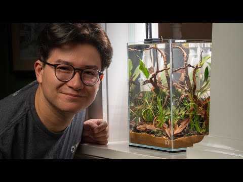 Einen Anubias-Dschungel für einige Garnelen anlegen | 3 Gallonen hoch