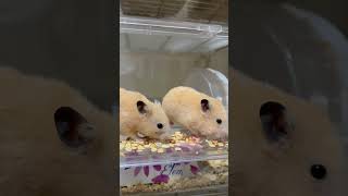 おやつ争奪戦🐹 #ハムスター #hamster #癒し #かわいい #shortvideo