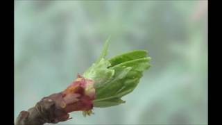 A Hawthorn bud, bursting over the course of two weeks