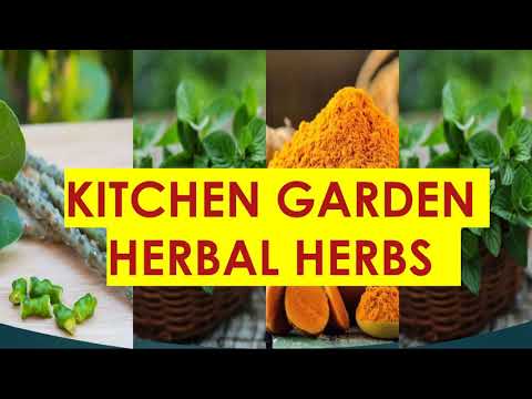 Best Kitchen Garden Herbal Herbs