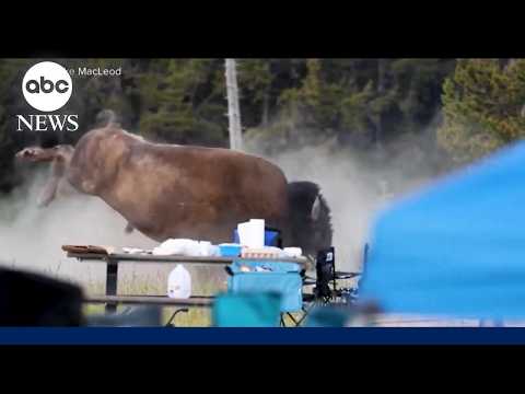Grandfather recovering after charging bison attack at Yellowstone National Park