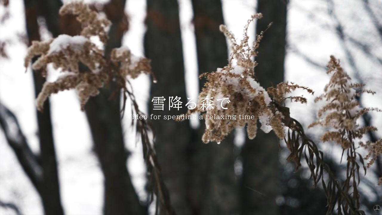 雪降る森で 環境音 #ambientsounds #asmr #睡眠