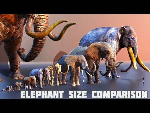 Elephants size comparison | mammoth  size comparison ????