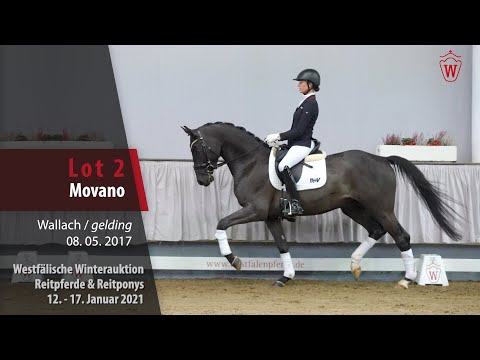 Winterauktion Reitpferde & Reitponys Lot 2 Movano Wallach v. Morricone I    - Cheenok