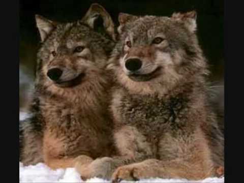 Ray Stevens - Indian Love Call.wmv