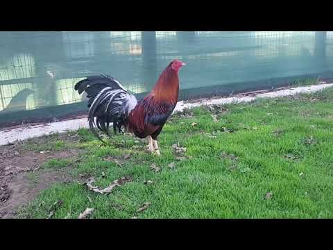 Ray Alexander Lacy round head cock 2021