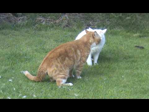 CAT FIGHT CATS MEOWING BEFORE FIGHTING