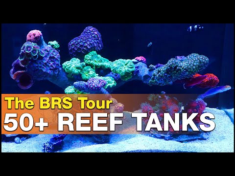 Ep3.2 - OVER 50 saltwater aquariums under one roof! Reef tanks everywhere! | BRS360