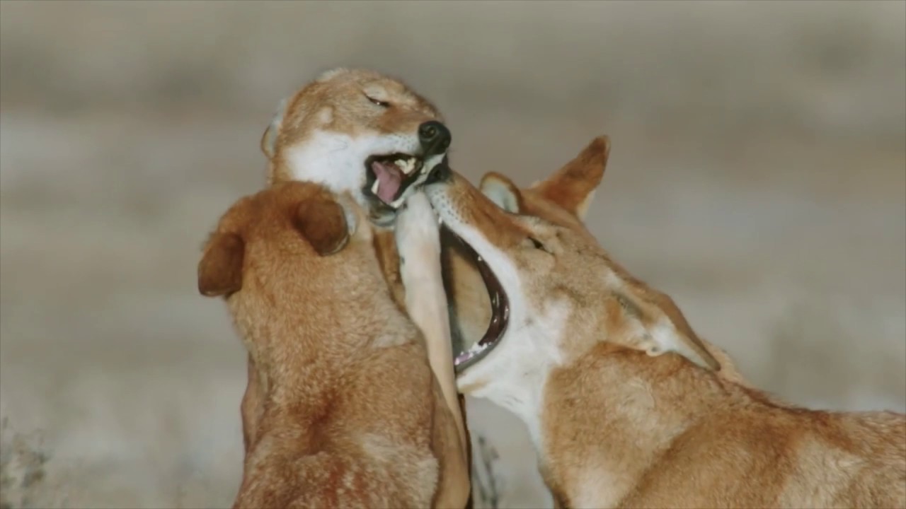 Yann Sochaczewski / Henry M. Mix - Megeti - Africa's Lost Wolf trailer