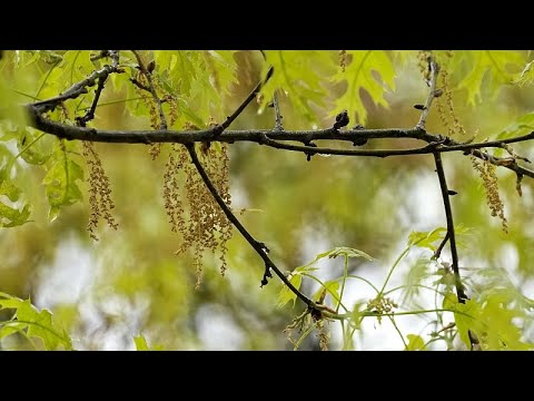 Video Thumbnail: Der Klimawandel verschlimmert die Symptome von Pollenallergien